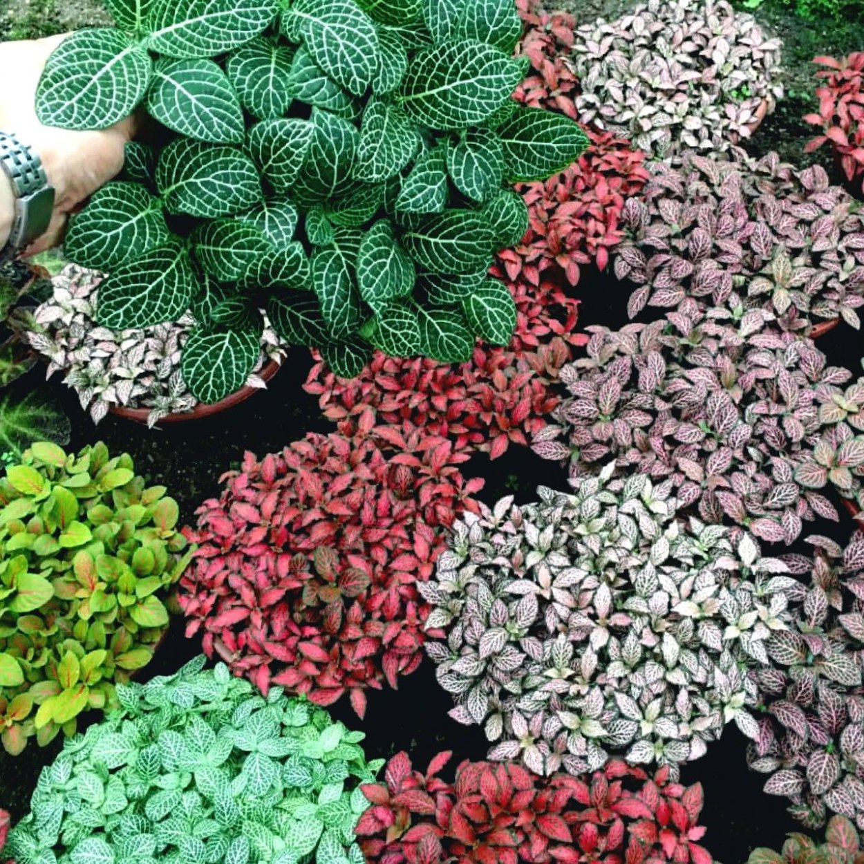 Фиттония Бамбино