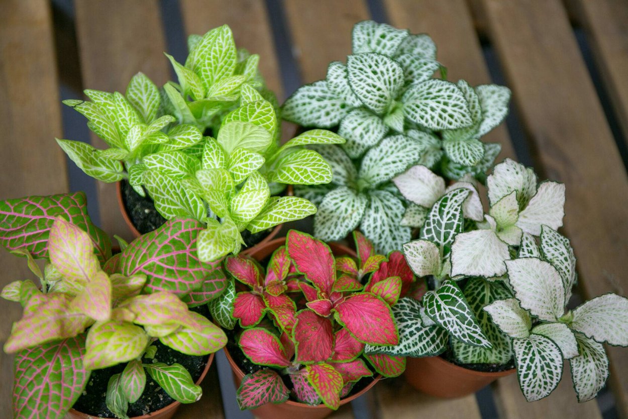 Фиттония микс