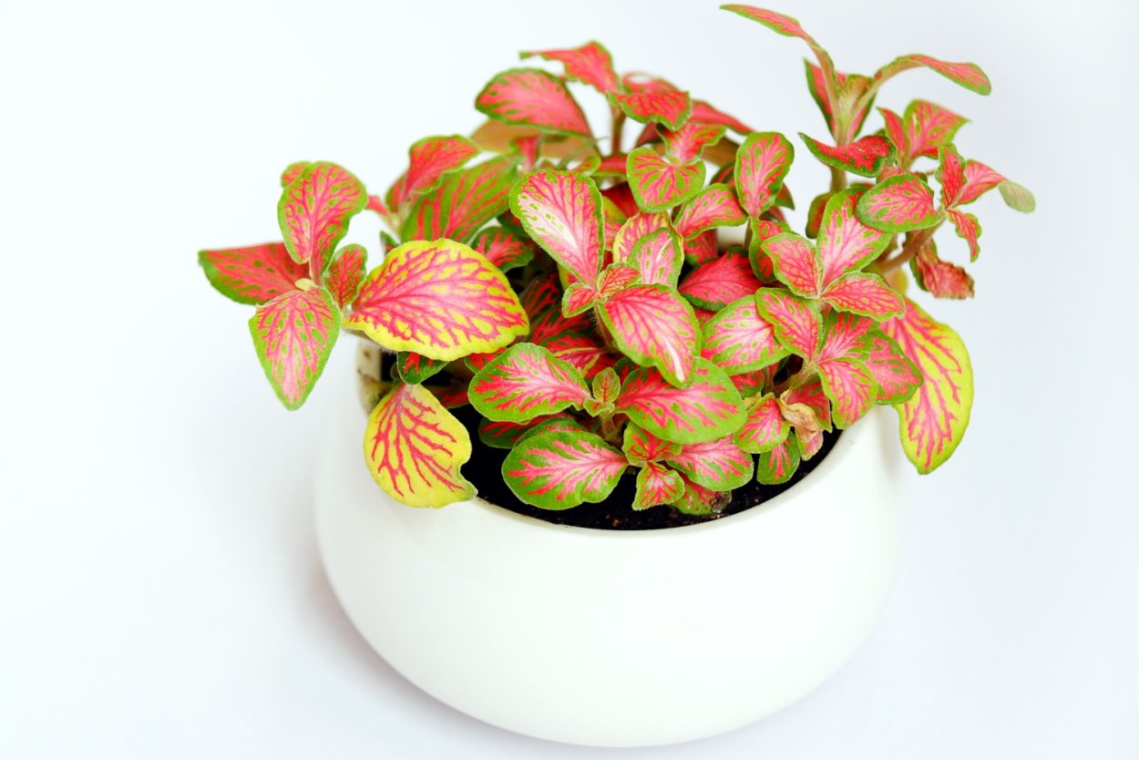 Фиттония Джосан