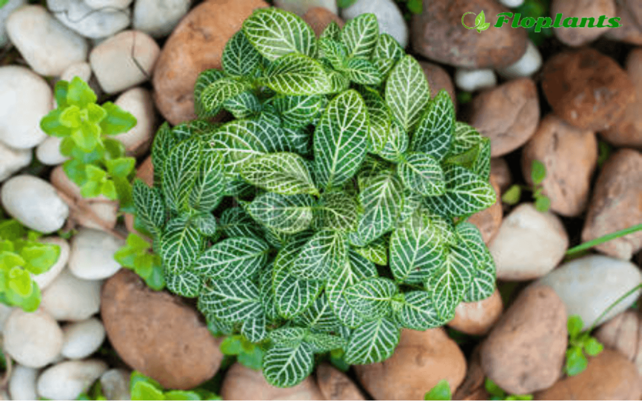 Фиттония серебристожильчатая