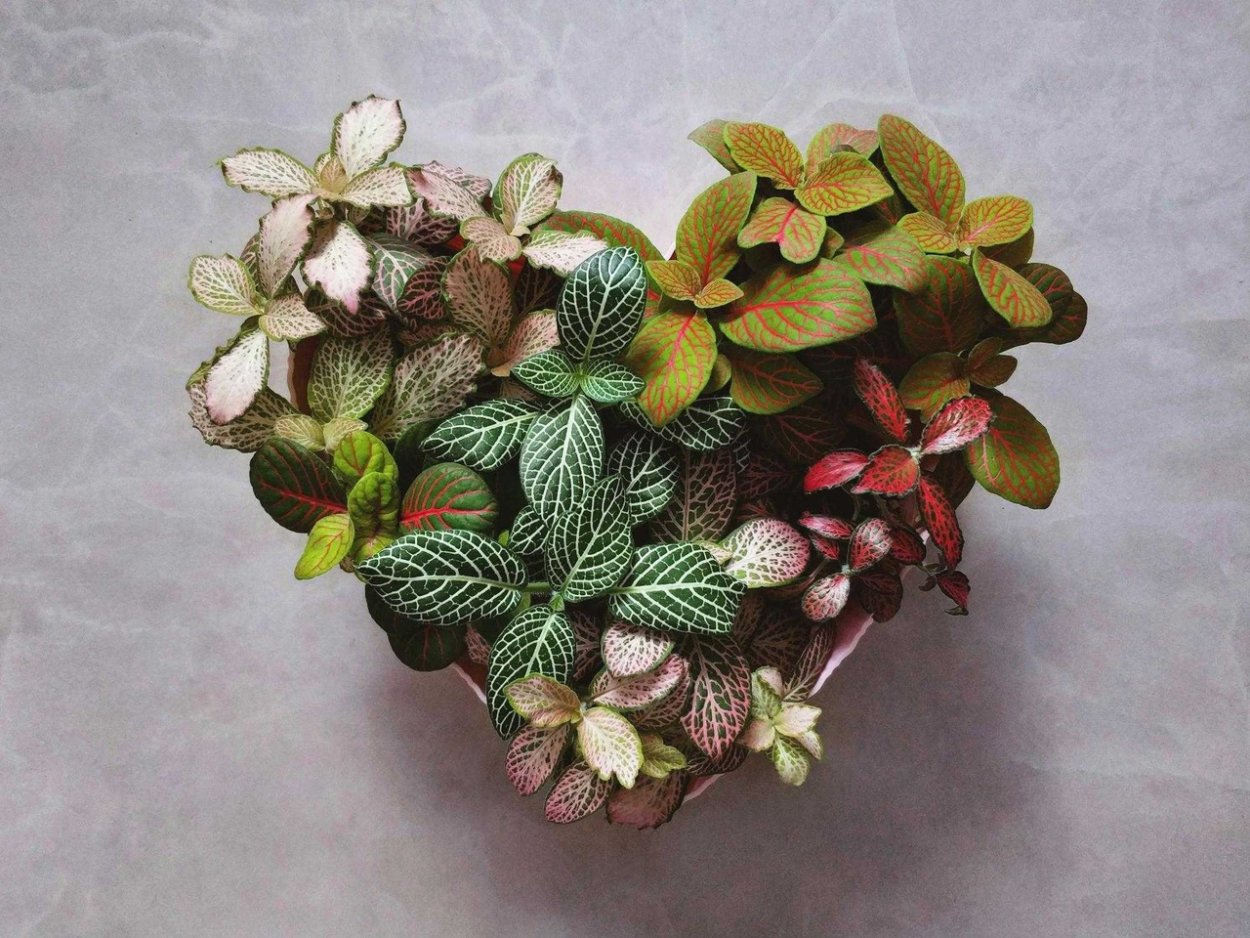 Фиттония Бамбино