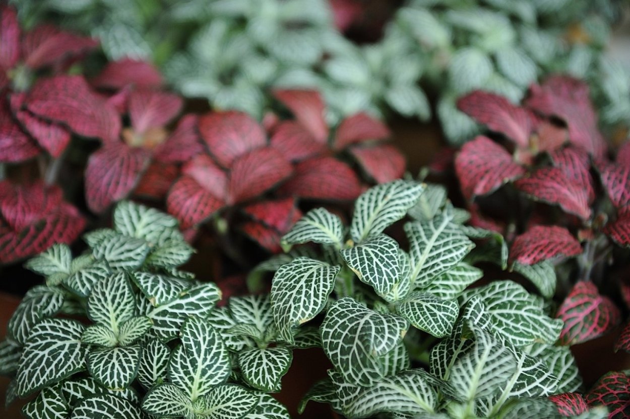 Фиттония Вершаффельта