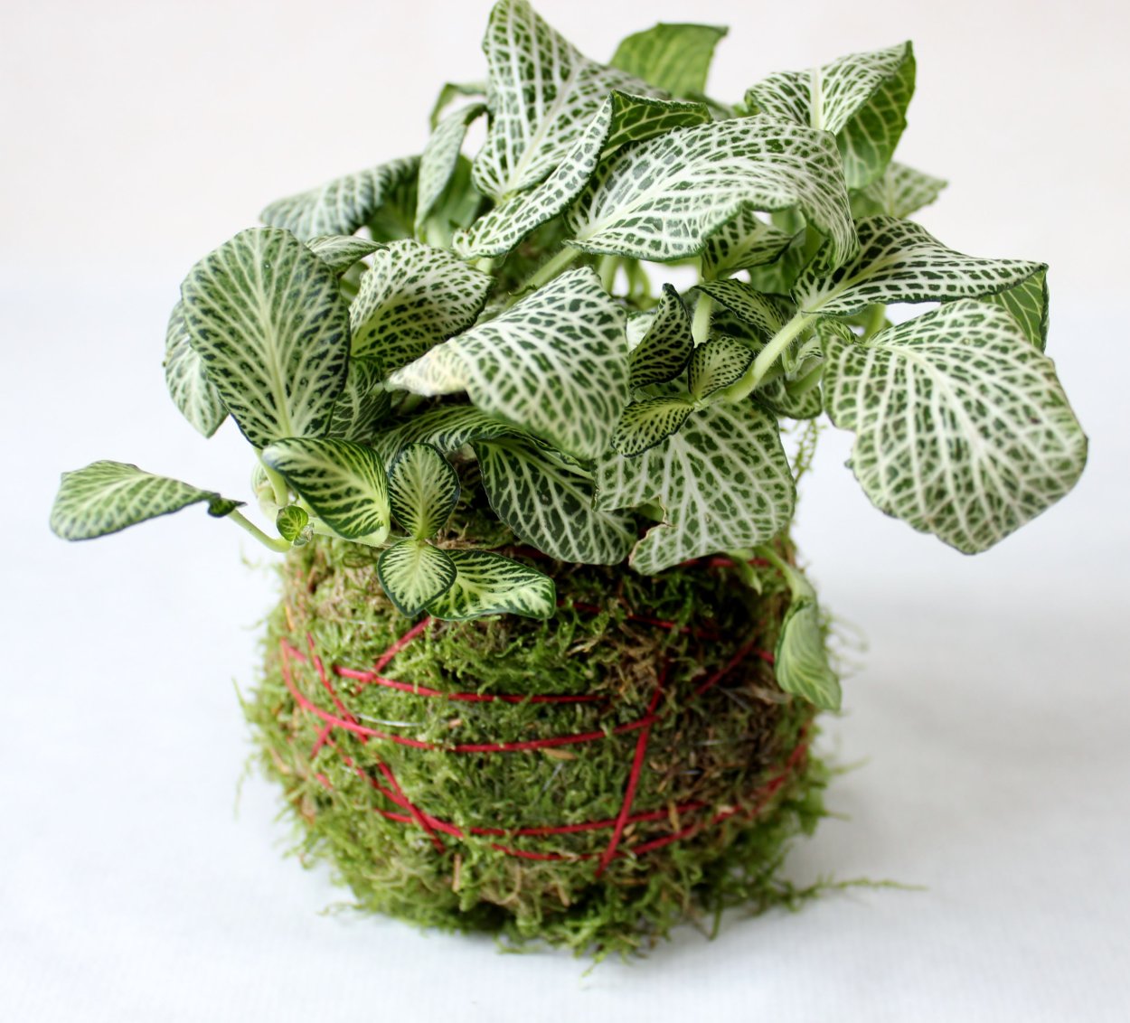 Фиттония ампельная