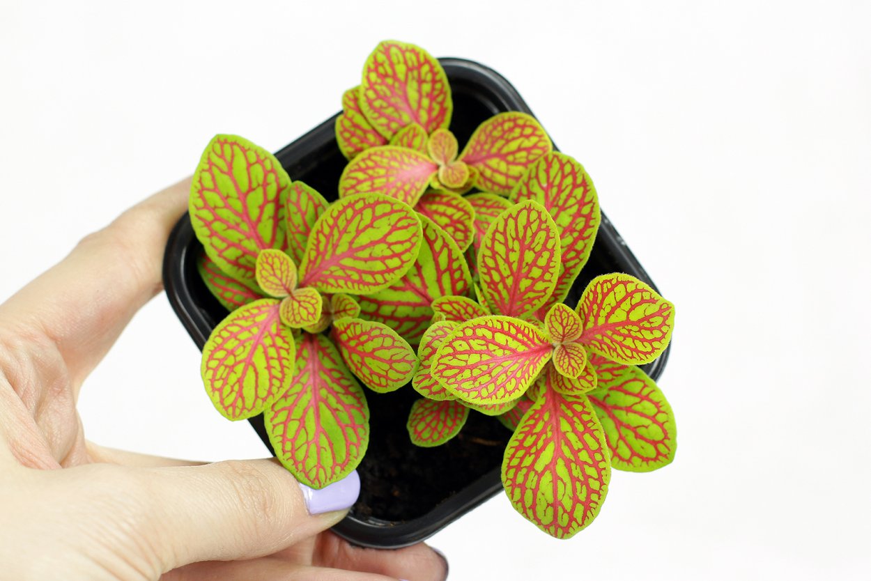 Фиттония мозаик скелетоны