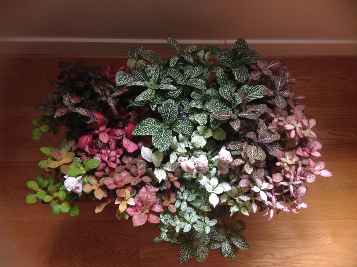 Композиция каланхоэ,фиттония,папоротник