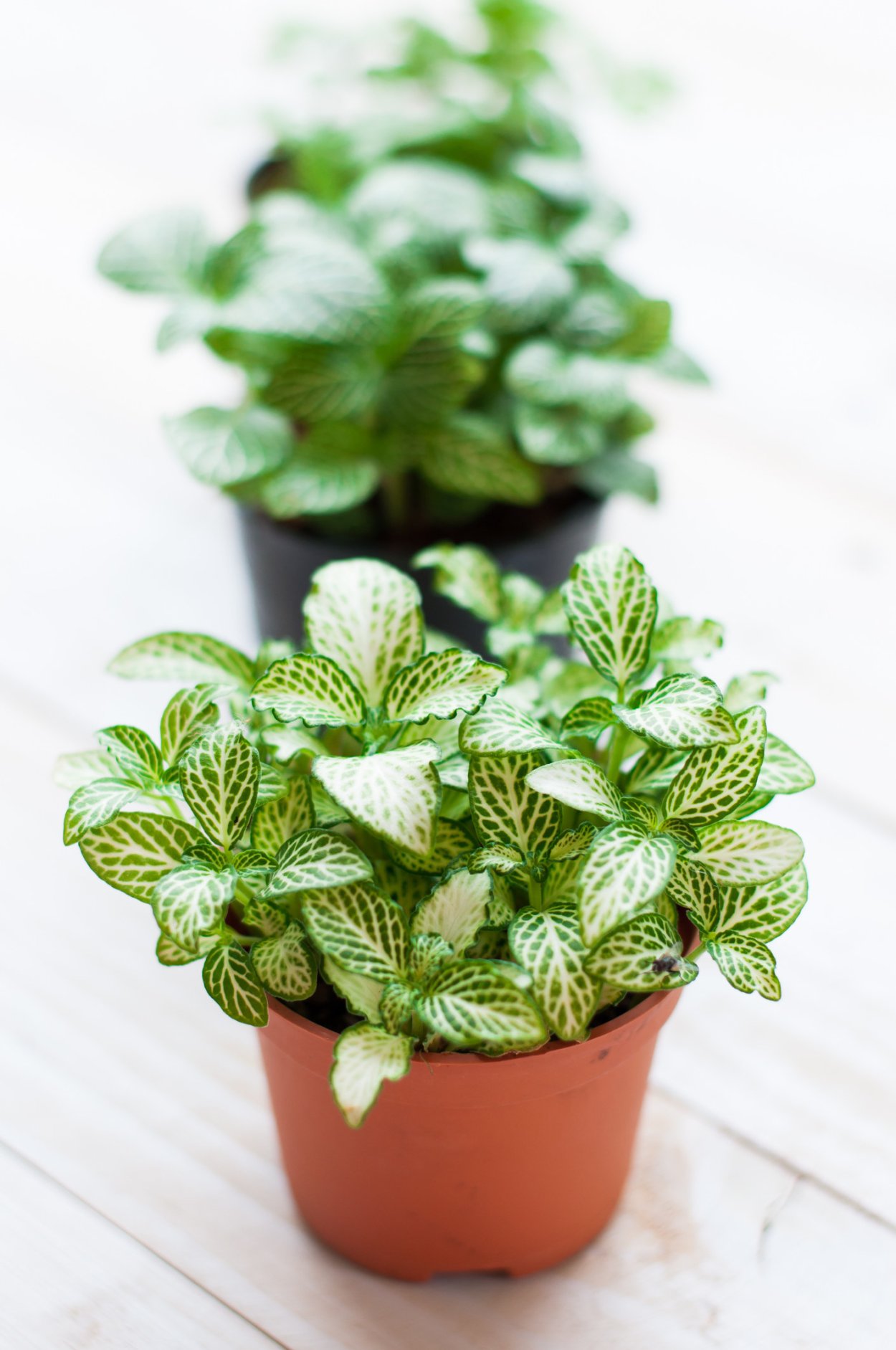 Фиттония Бамбино