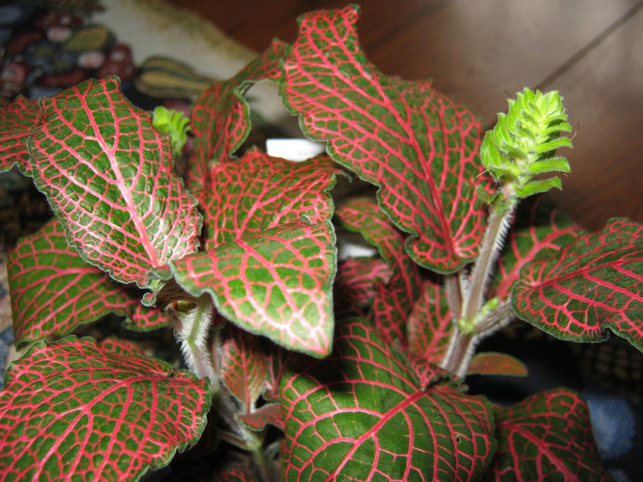 Фиттония цветет