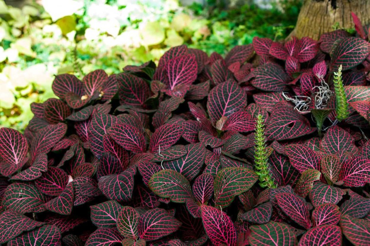 Fittonia albivenis