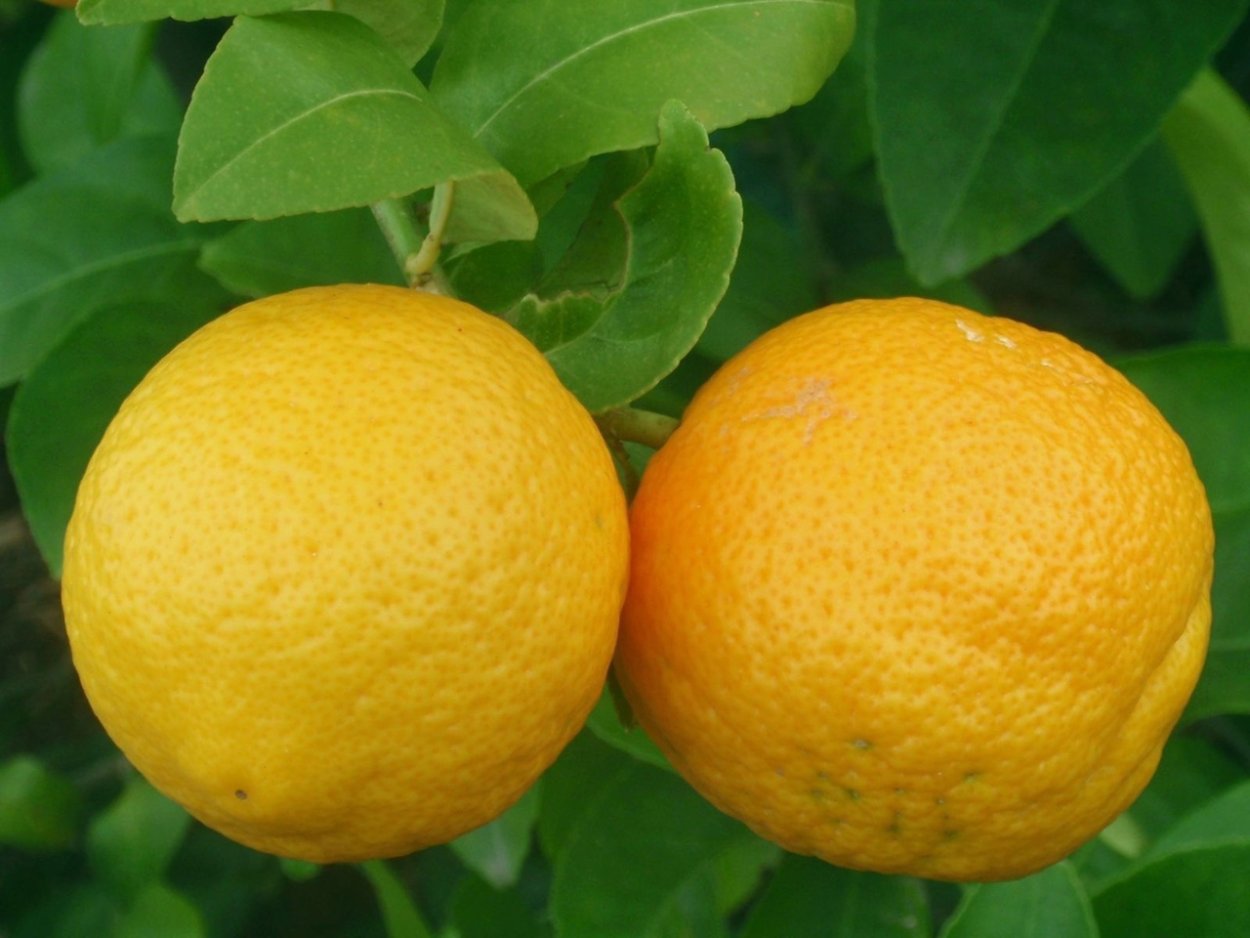 Лимон volkameriano