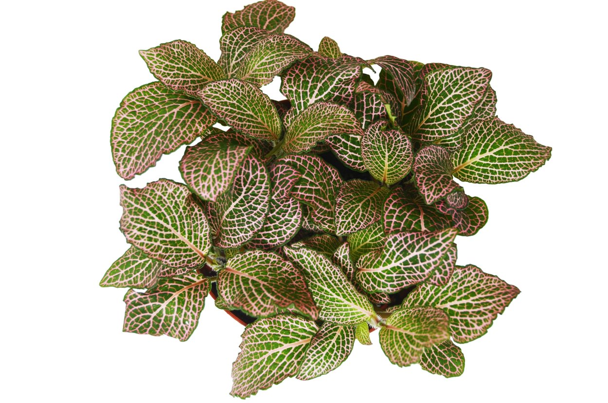 Фиттония Superb Red Vein