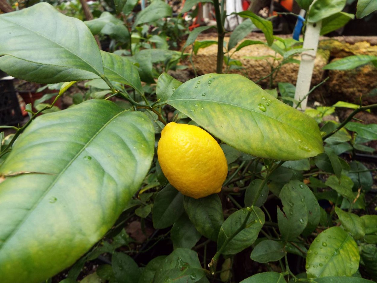 Лимон volkameriano