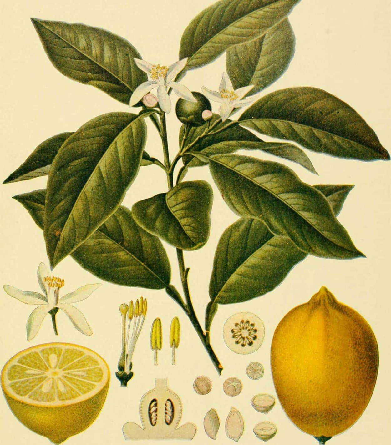 Померанец Ботаническая иллюстрация