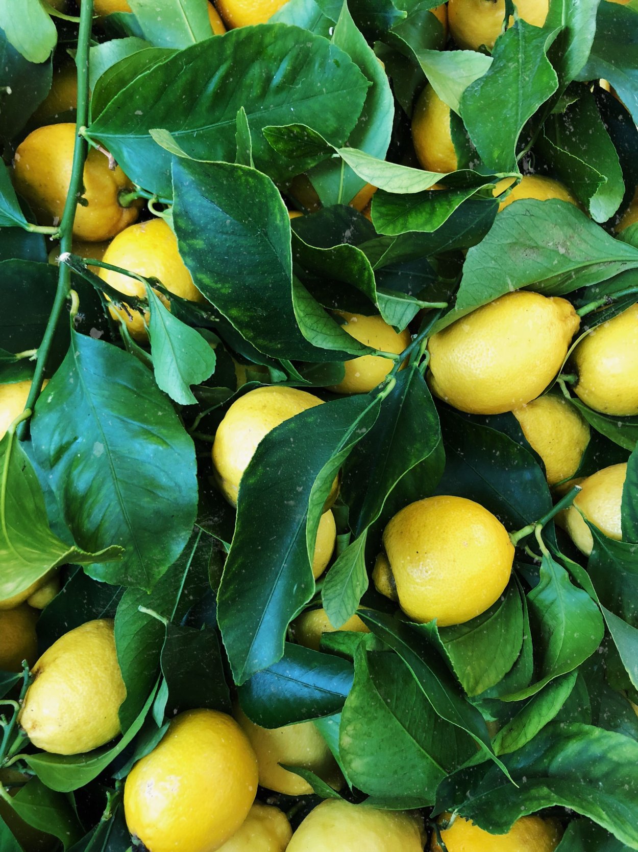 Ордубадский лимон