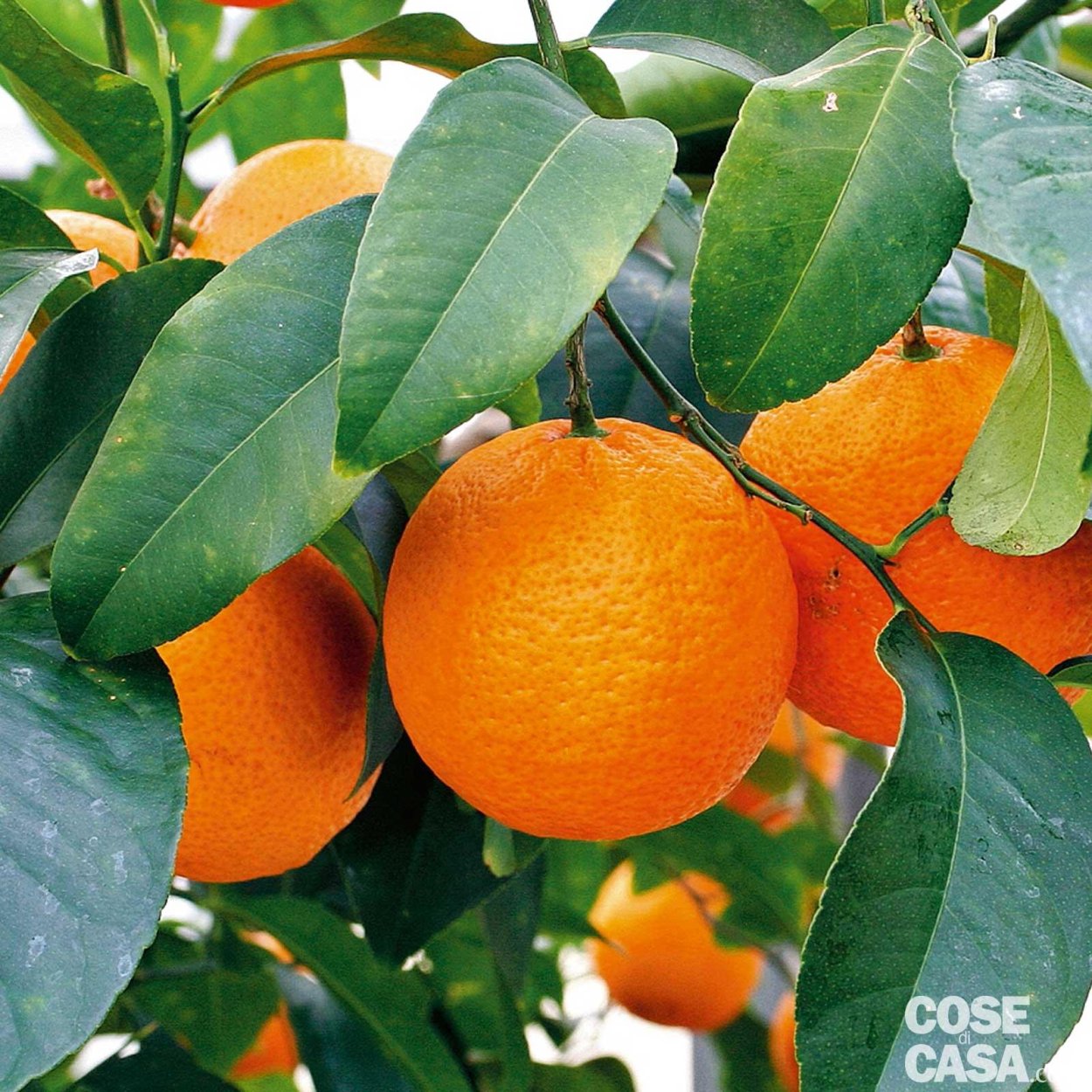 Волкамериана вариегатная