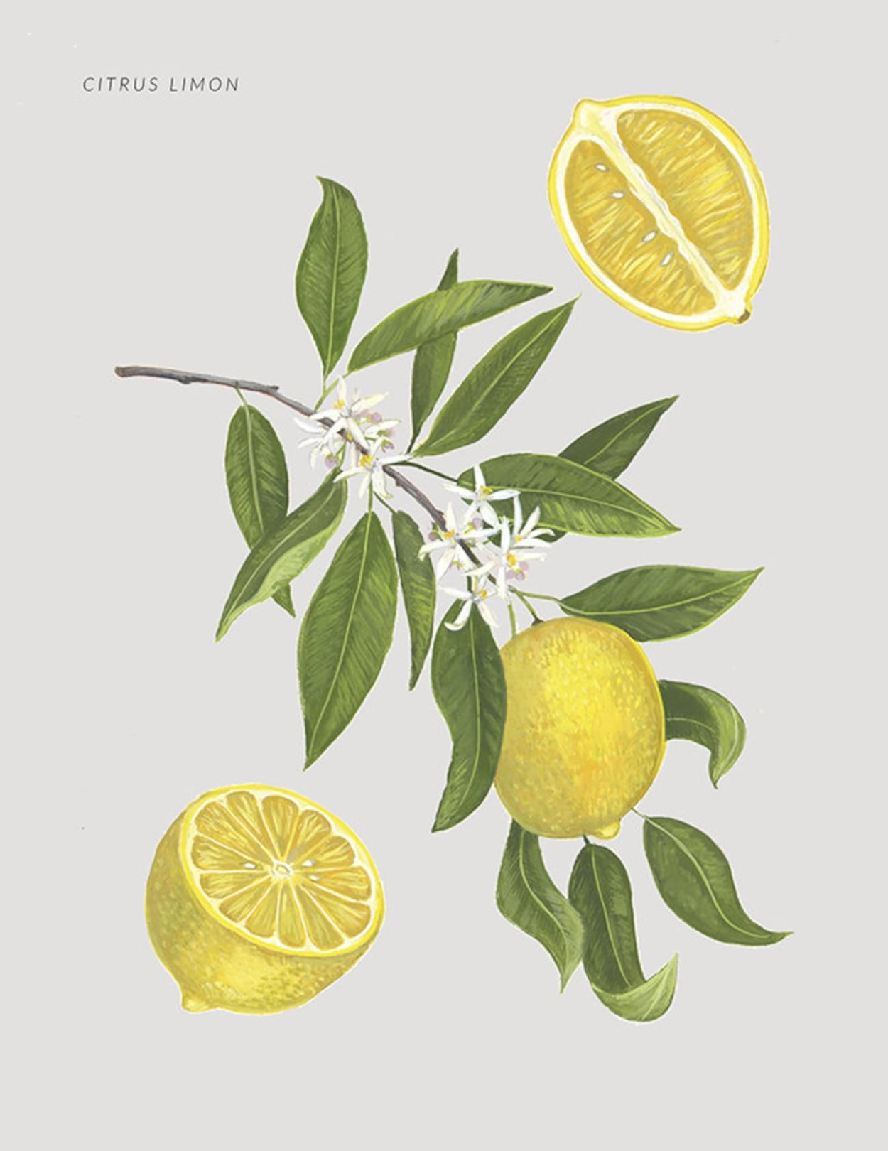 Басрийский лимон