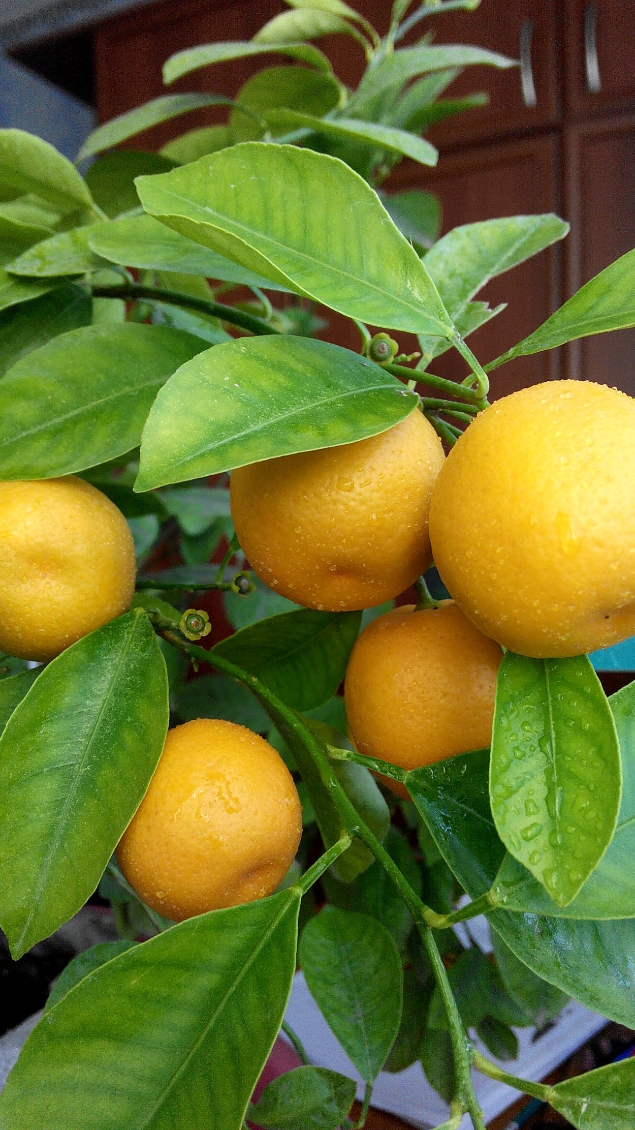 Лимон Волкамериана