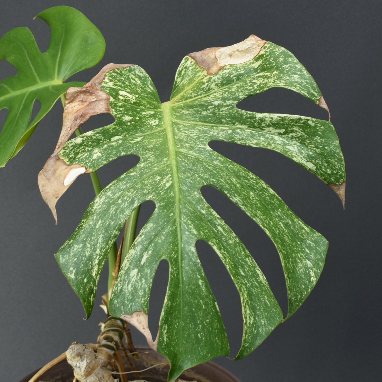 Монстера Альба Делициоза