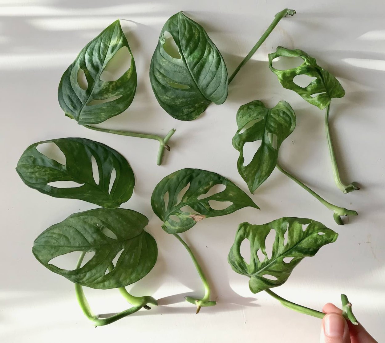 Монстера Адансона крупнолистная