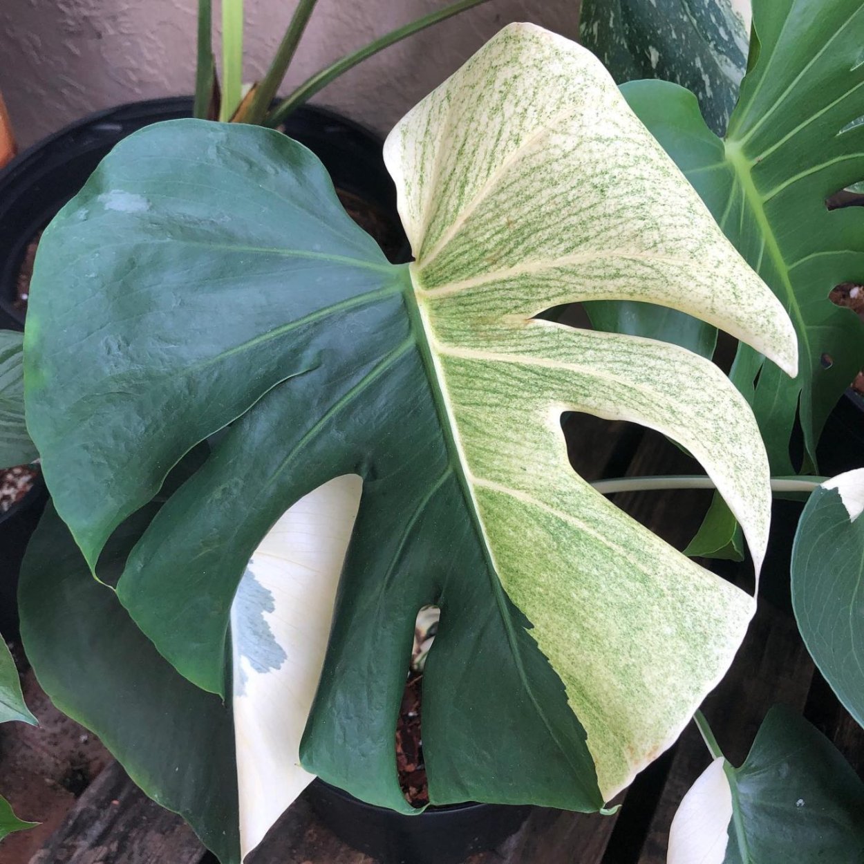 Monstera Mint variegata