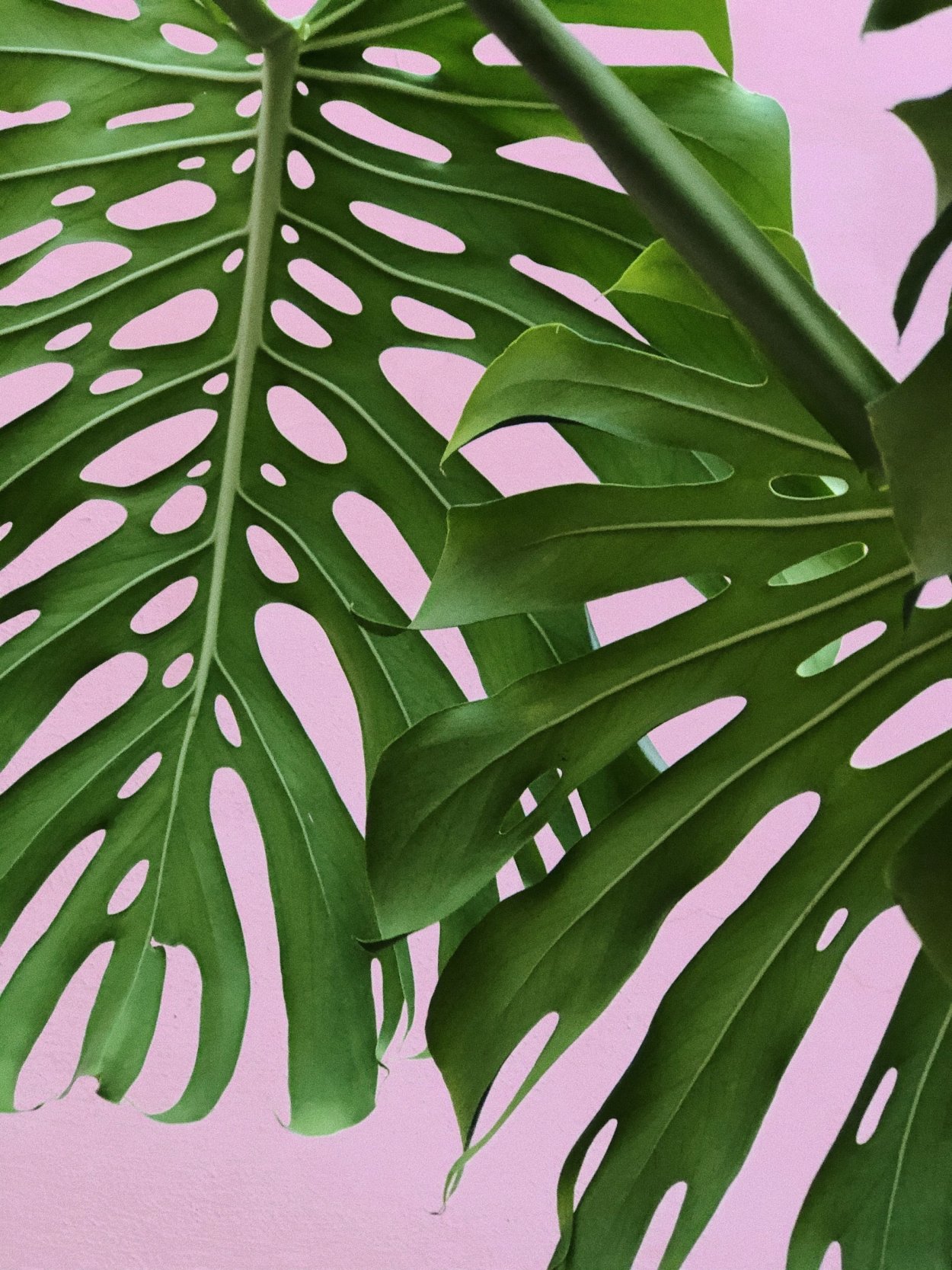 Монстера Эскилето