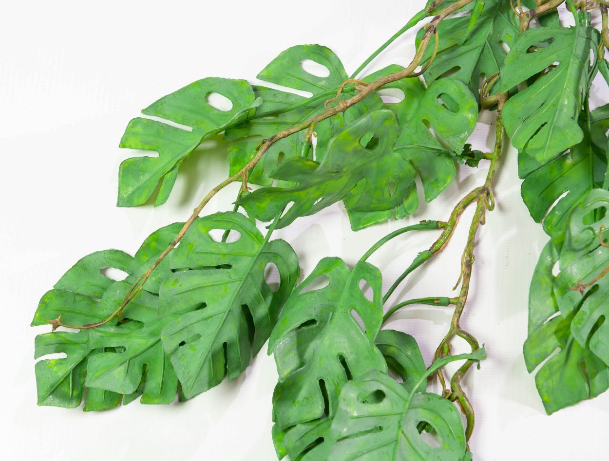 Монстера ампельная