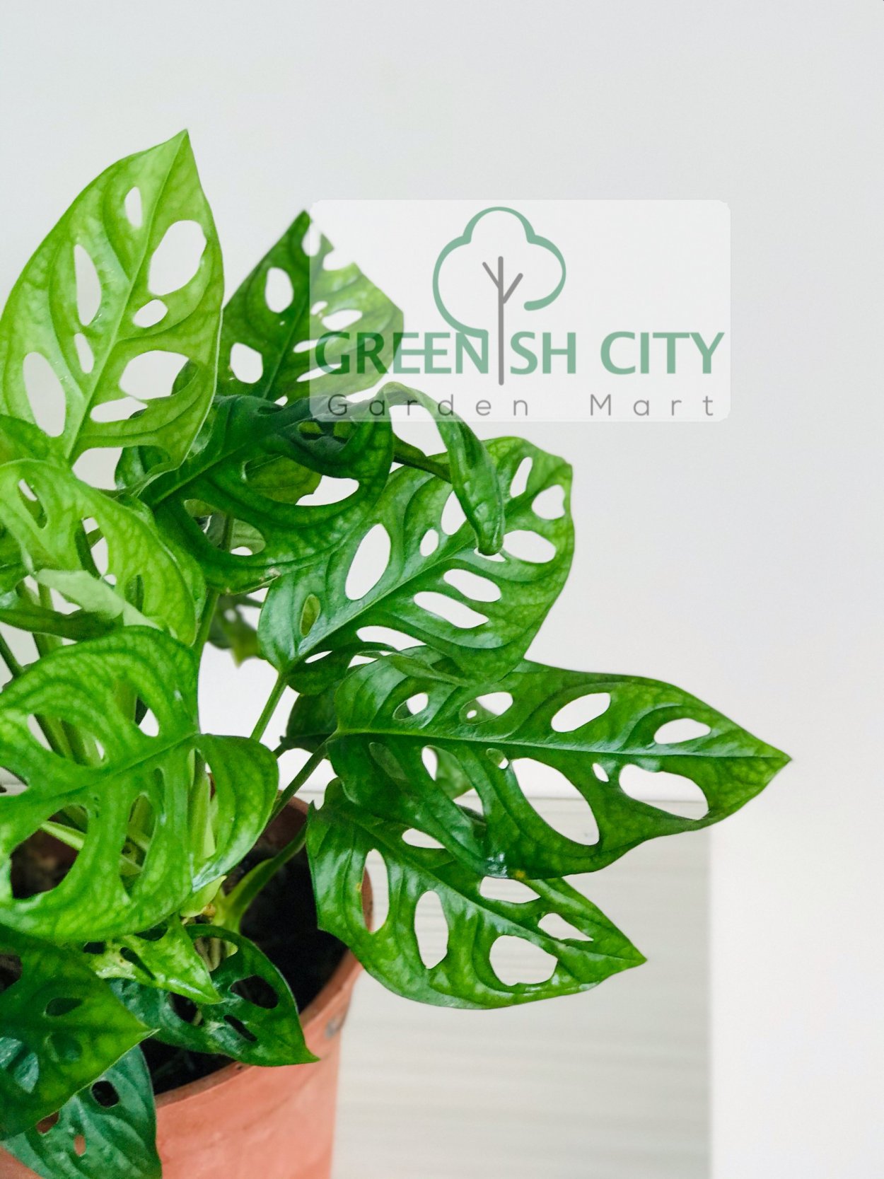 Монстера Адансона минт Сплеш