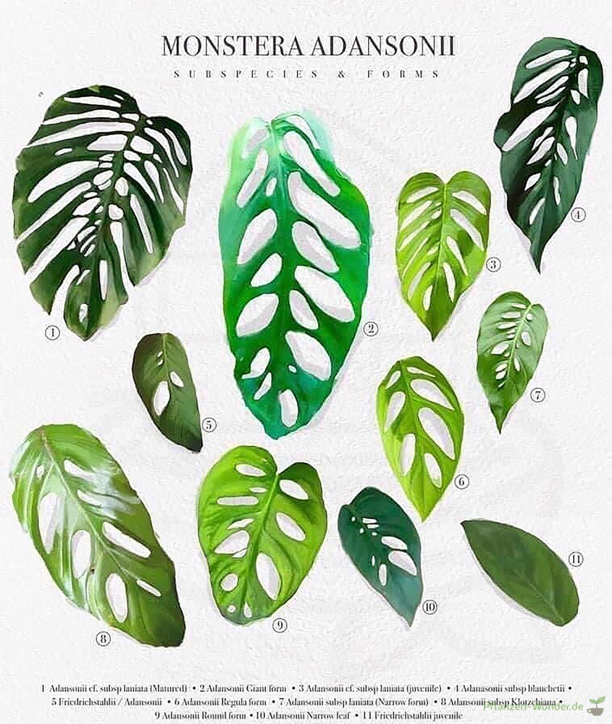 Монстера Адансона манки Маск