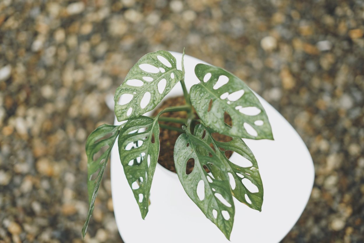 Монстера adansonii Mint