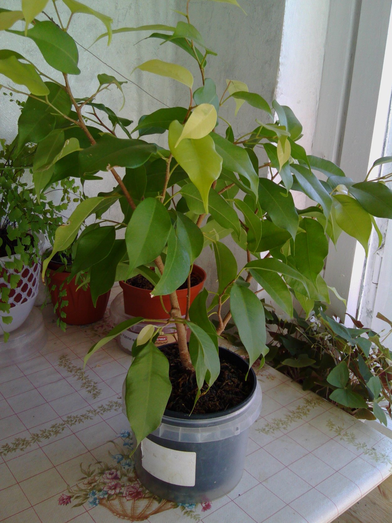 Фикус Бенджамина Reginald