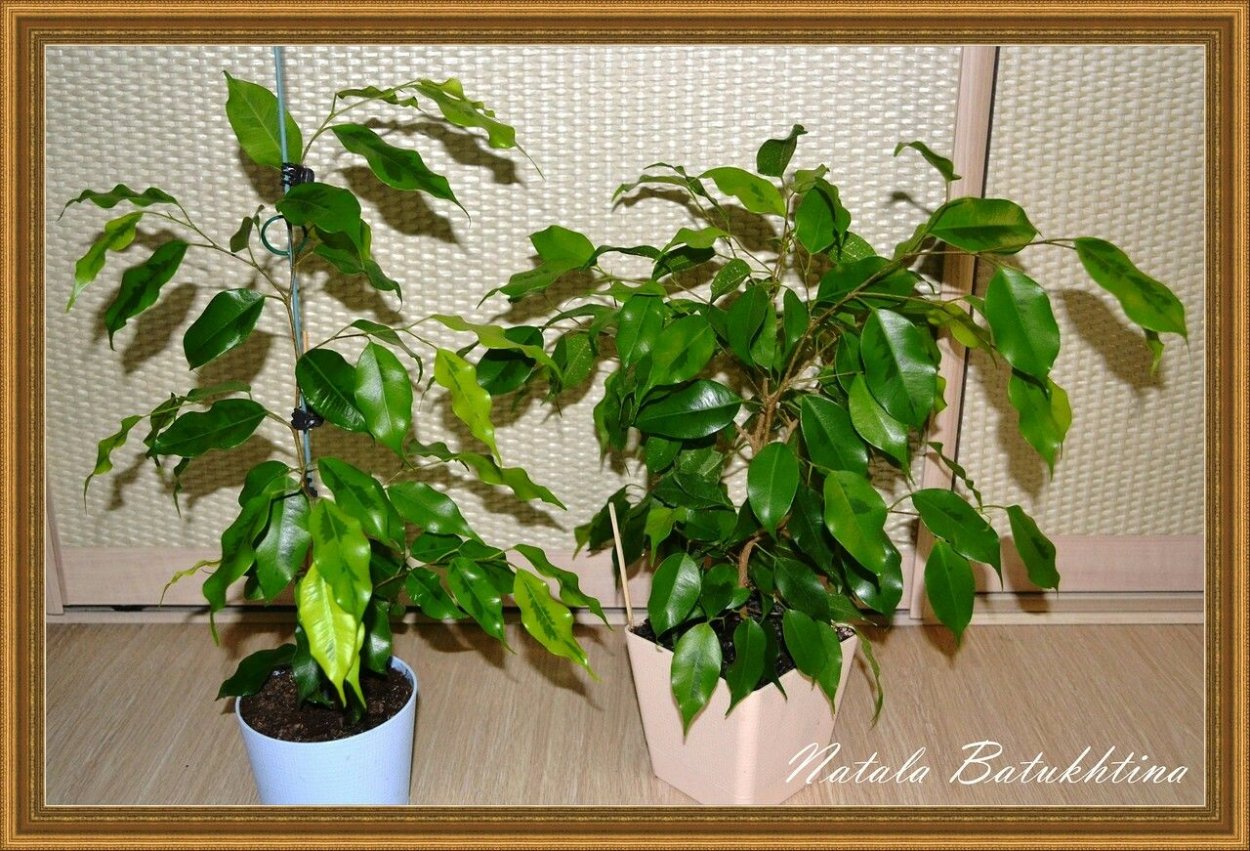 Фикус Реджинальд