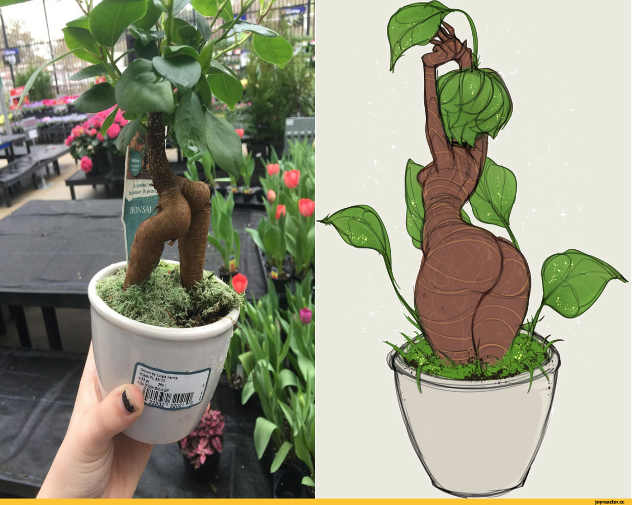 Фикус Мандрагора