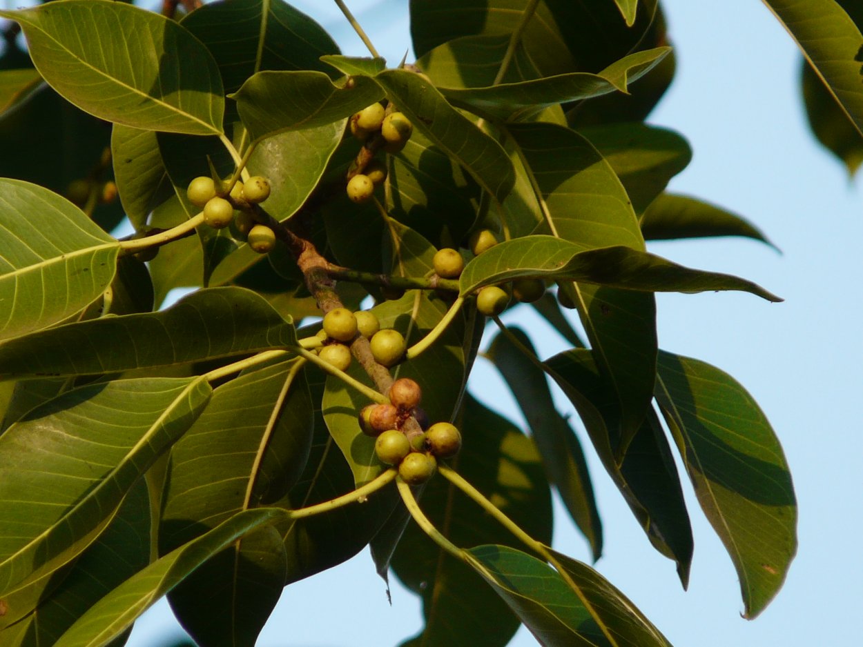 Ficus Virens