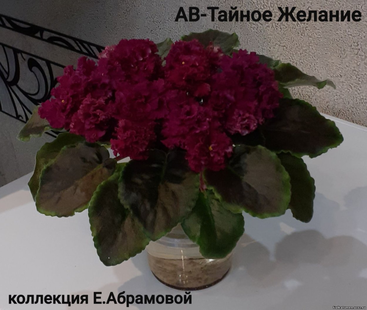 Фиалки Тюмень Елена Абрамова