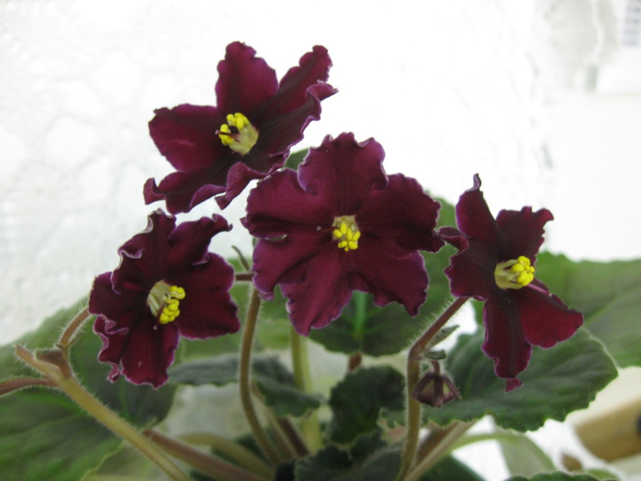 Фиалка бордовые звезды