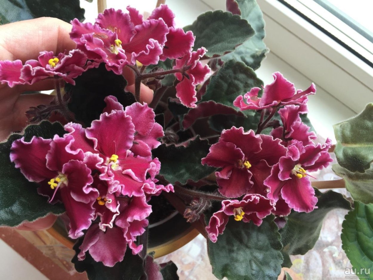 Фиалка ред лантерн