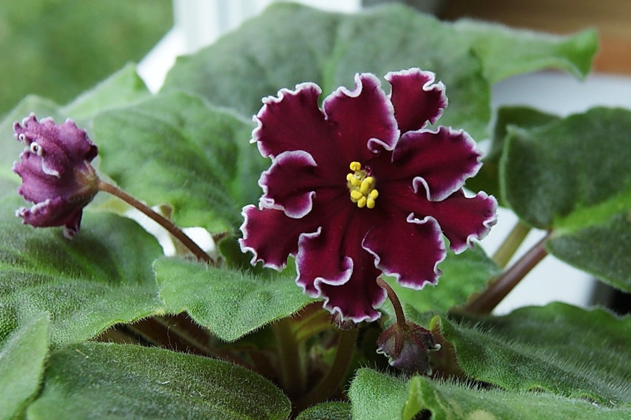 Сенполия Арктурус