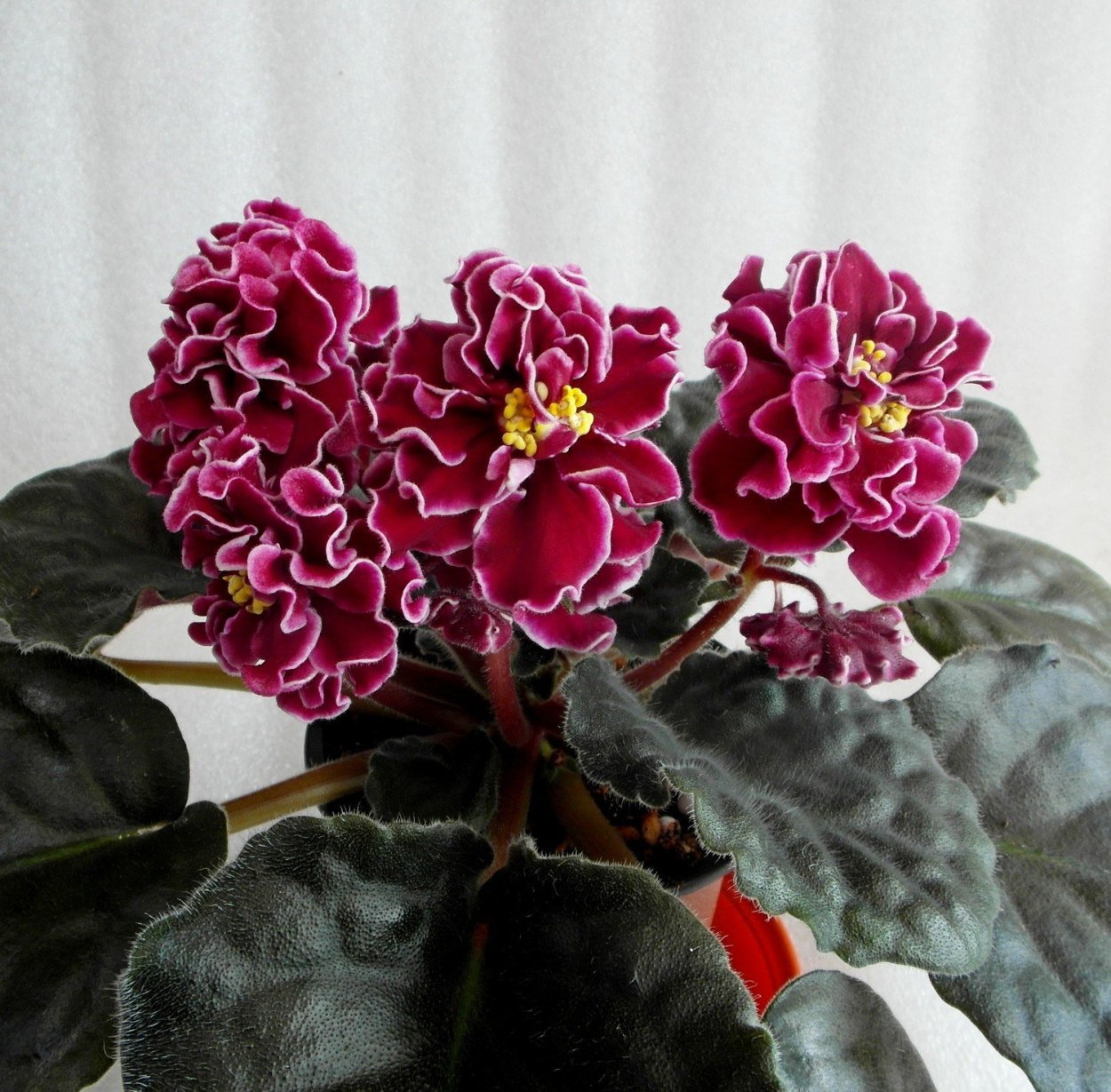 Фиалка бордо сенполия