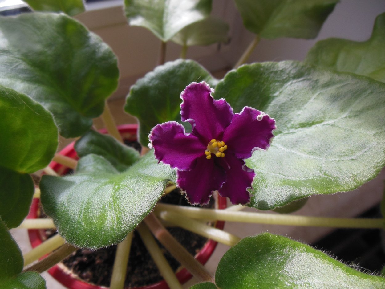 Сенполия бордовая с белым Химера