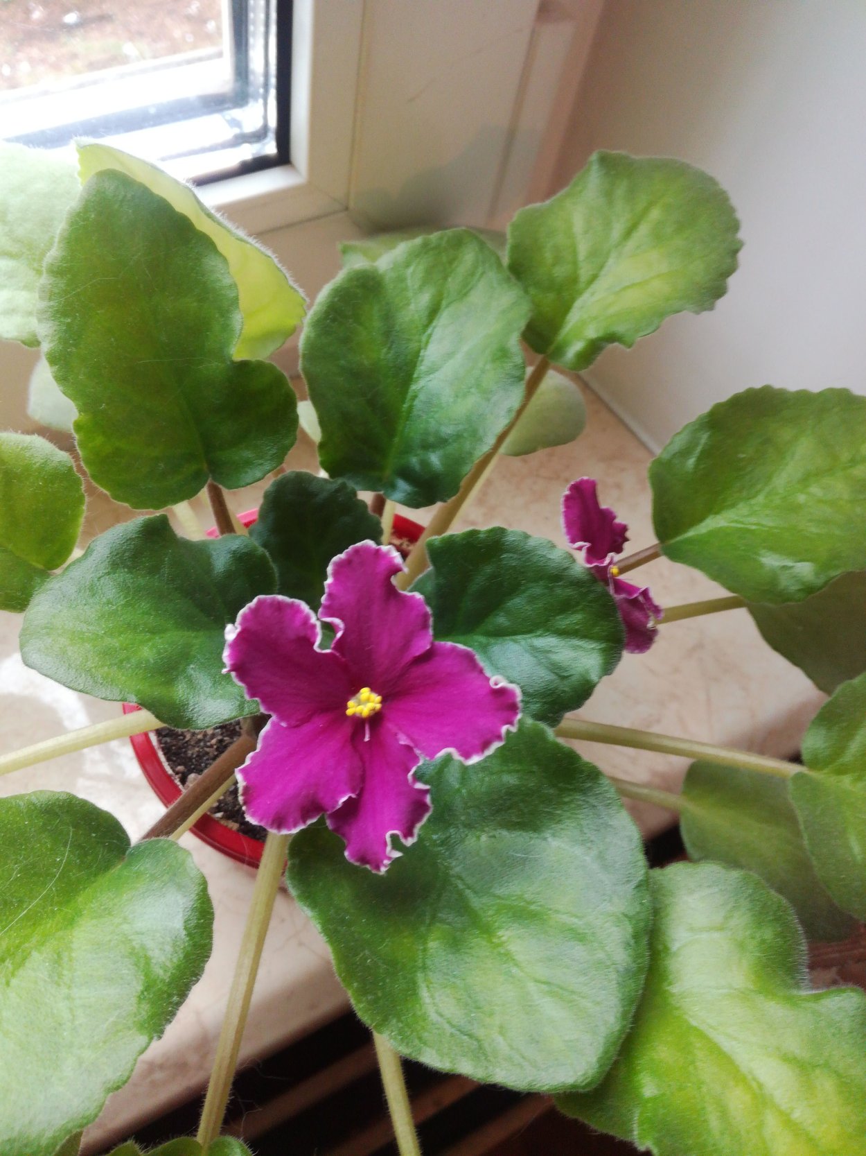 Фиалка Бургундия