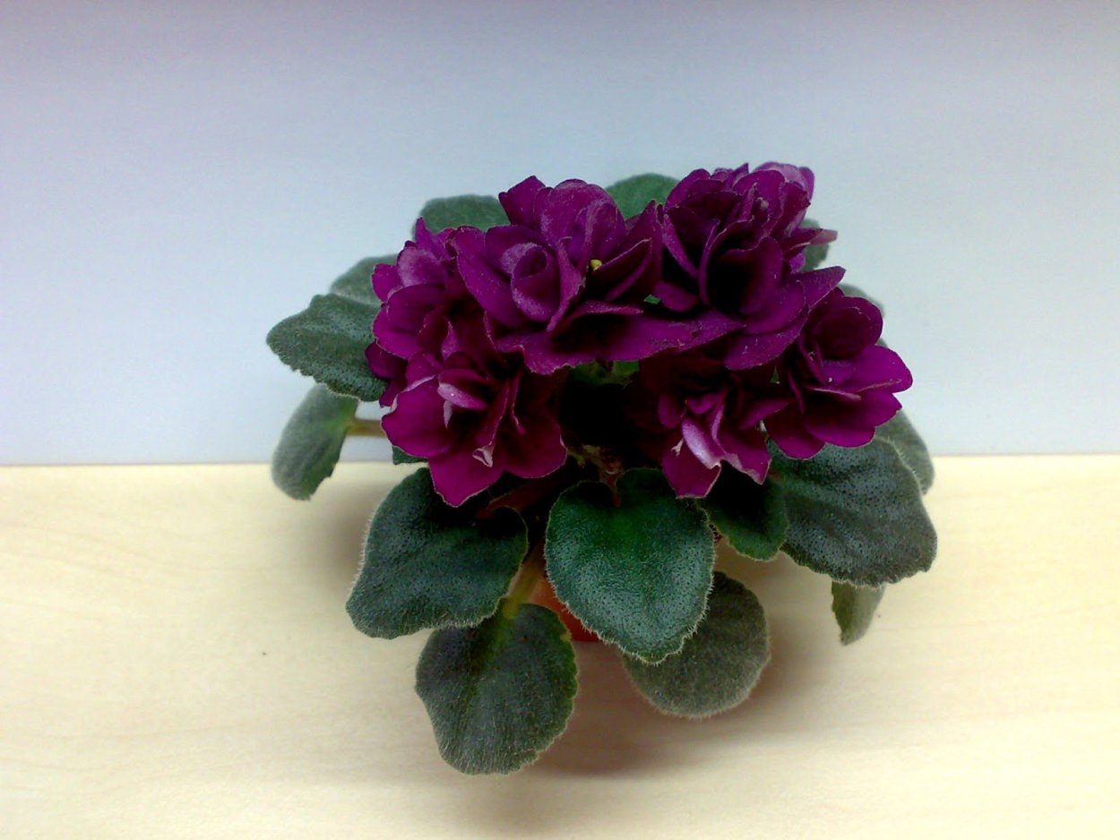 Фиалка полумини бордовая