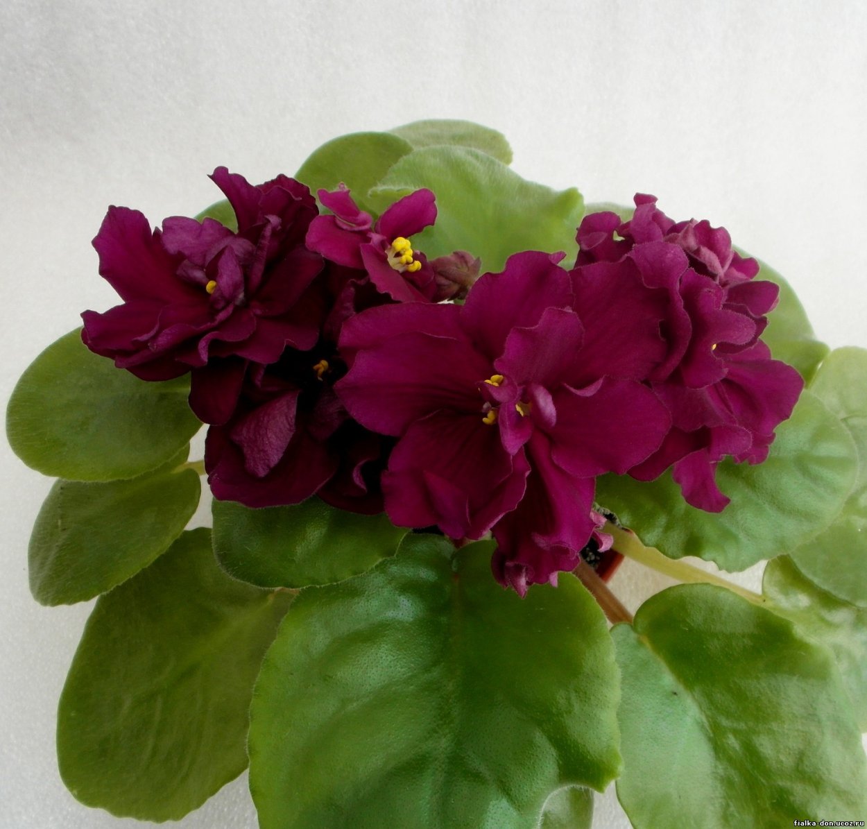 Фиалка Burgundy beau