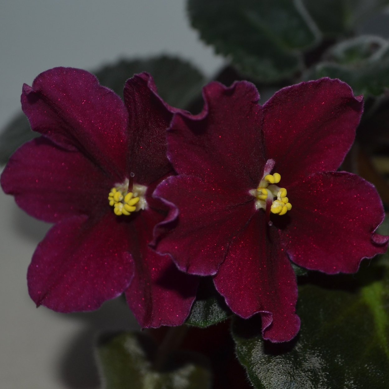 Фиалка Бургундия