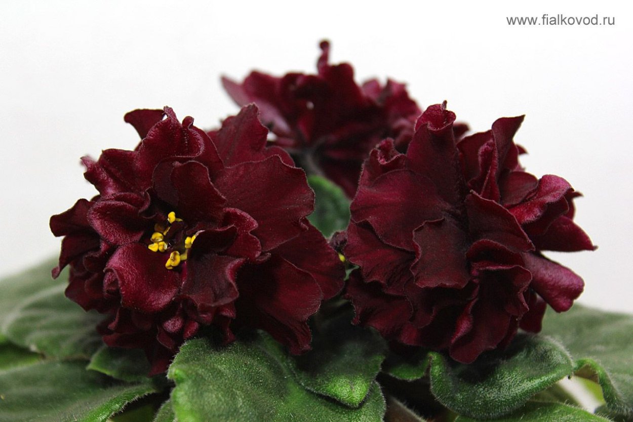 Сенполия АВ черный принц