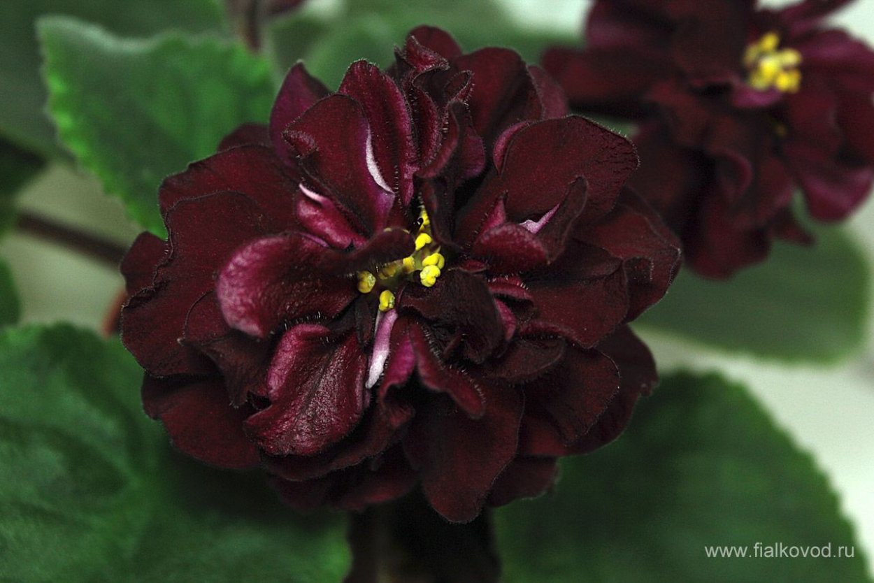 АВ - благородная роза ( Фиалковод )