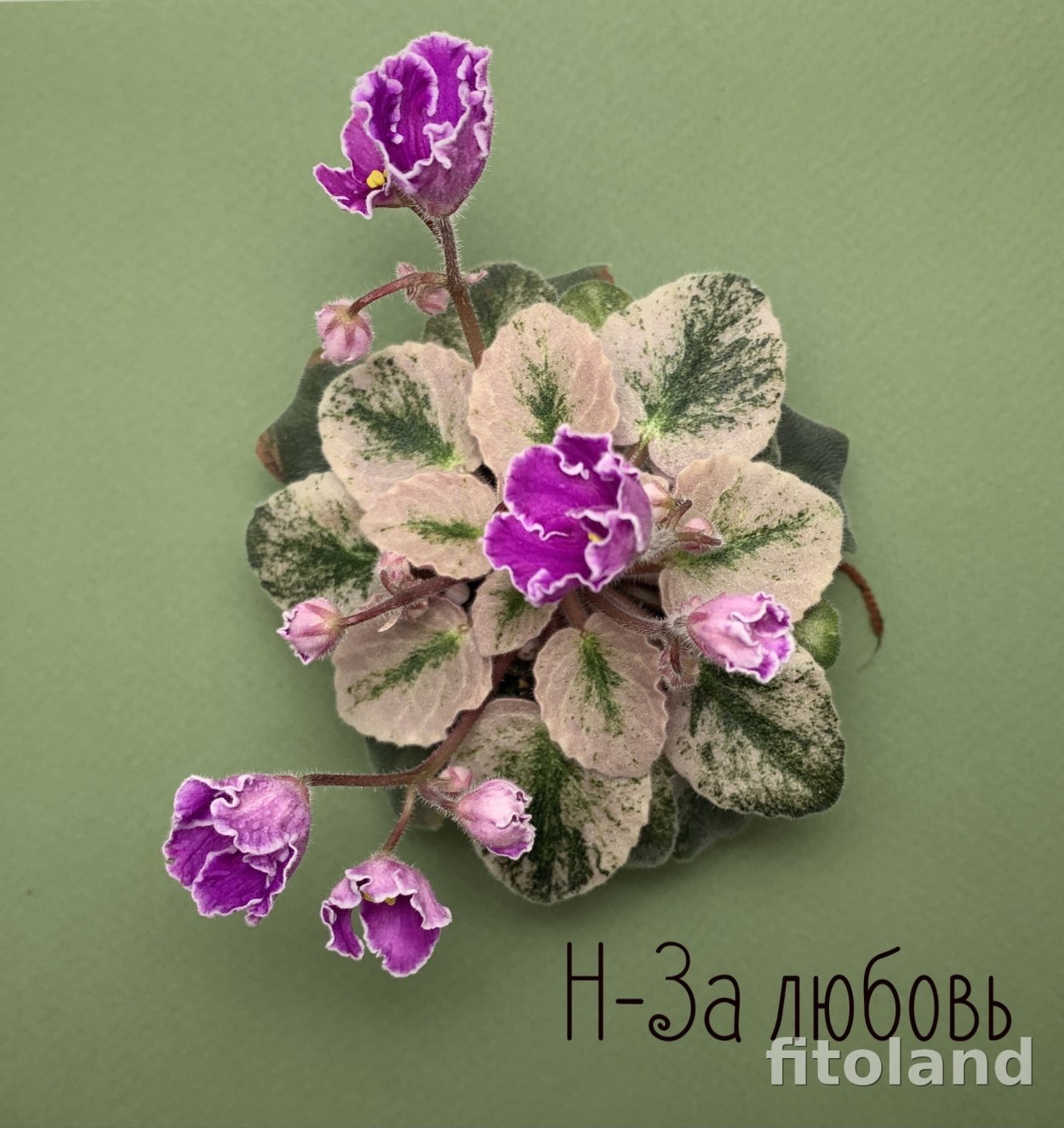 Фиалка н за любовь