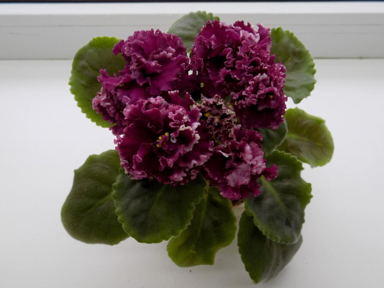 Фиалка АВ тайное желание