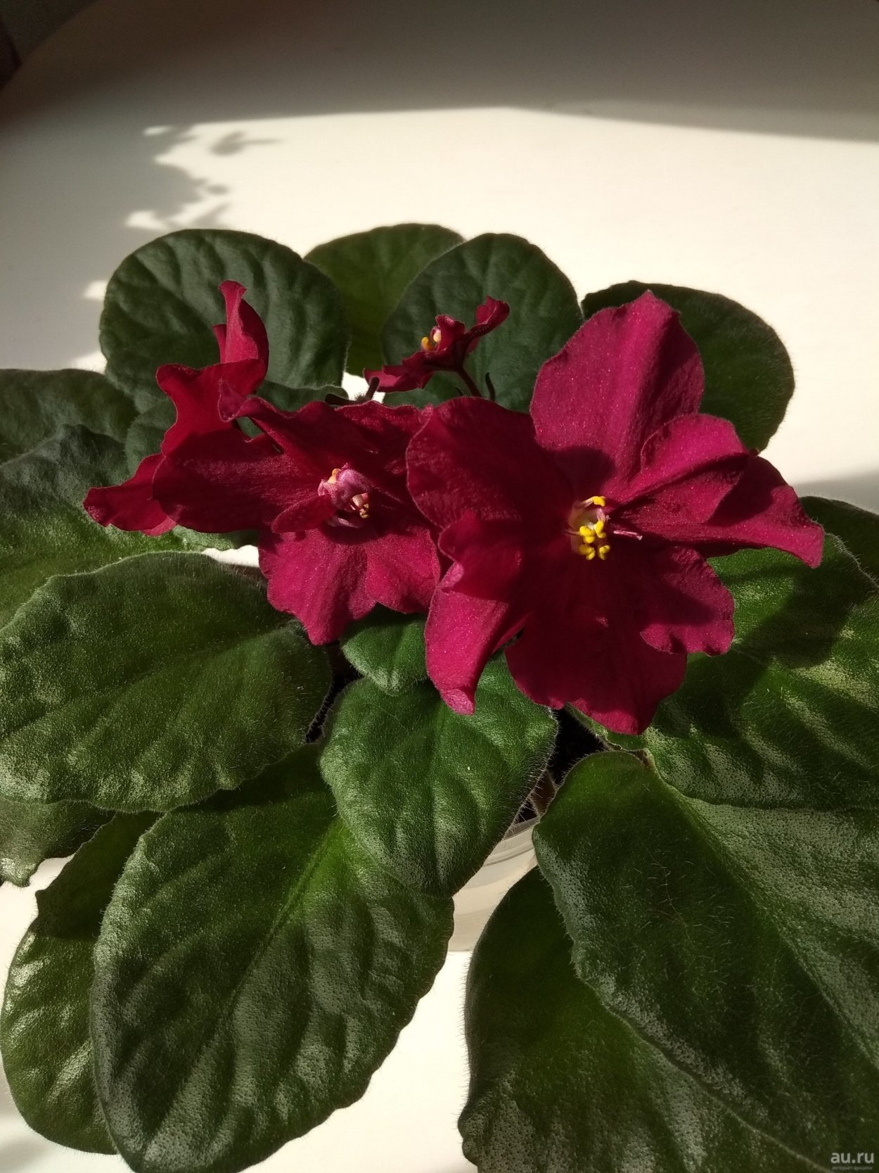 Фиалка красный бык