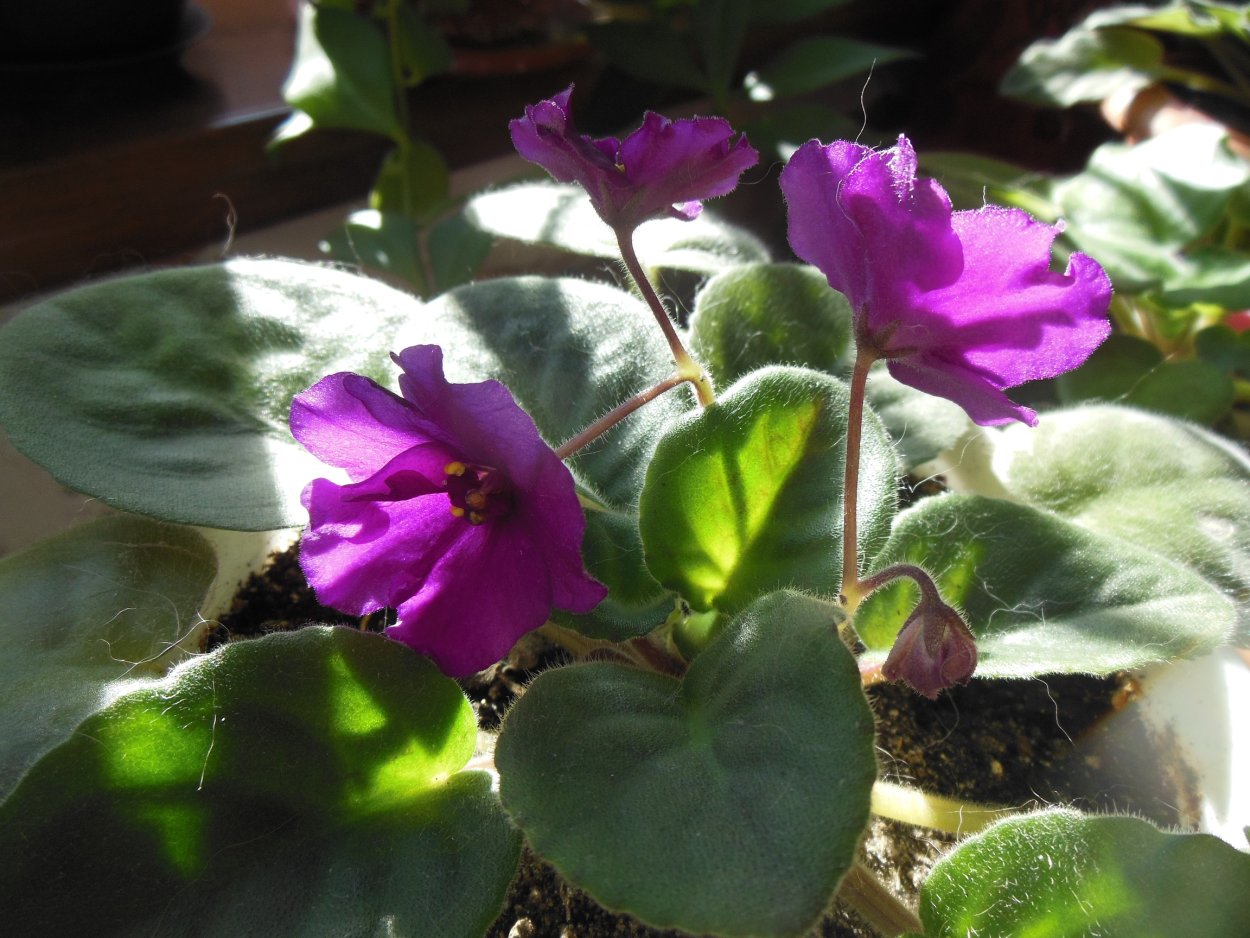 Бордовая фиалка с вариегатными листьями