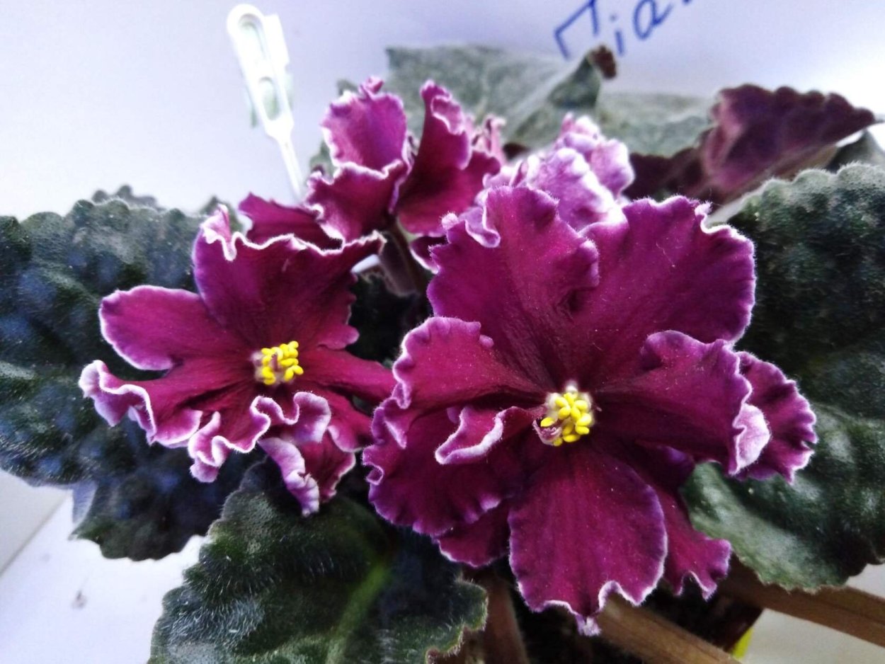 Фиалка Powder Keg Sorano