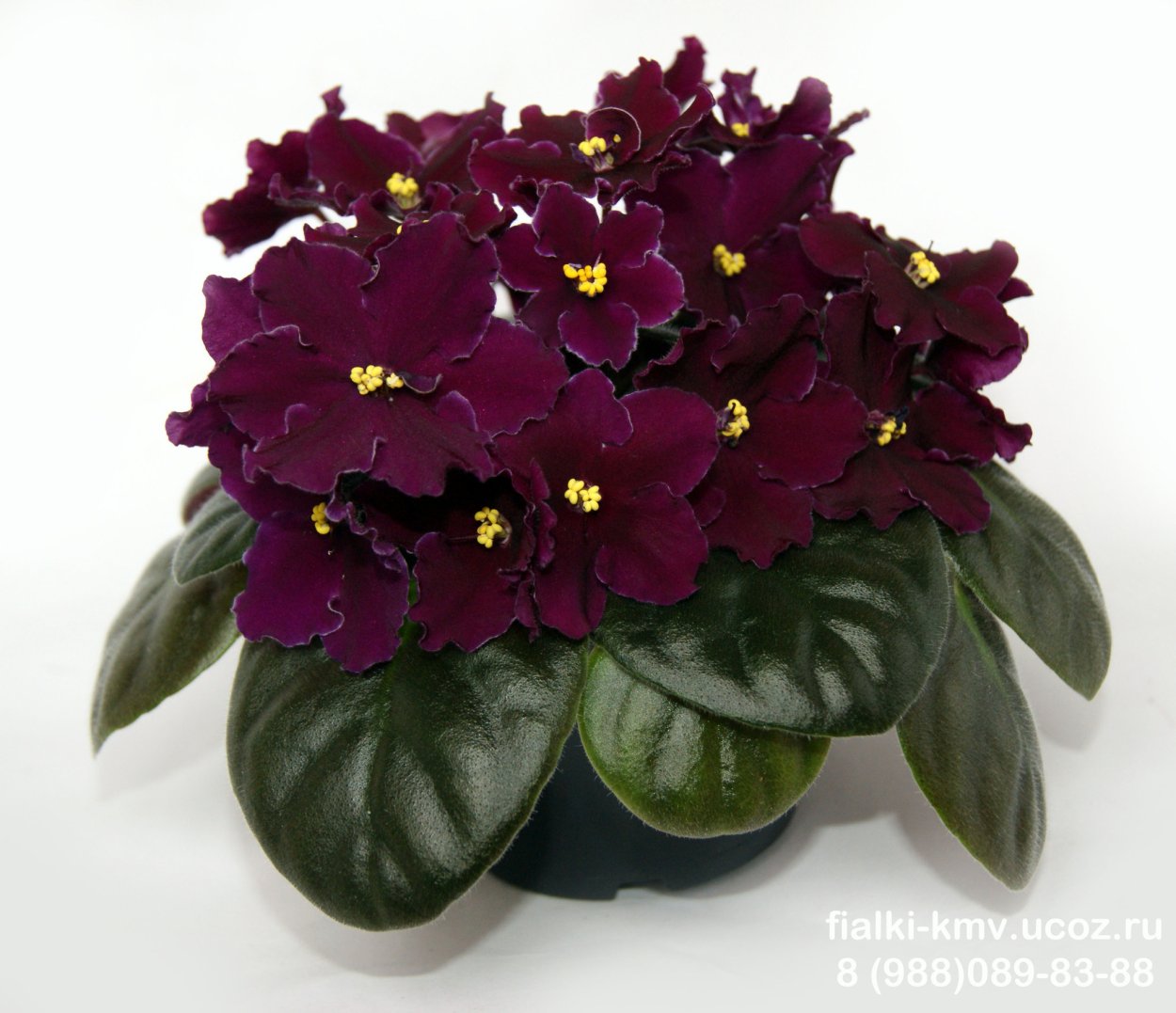 Узамбарская фиалка бордовая